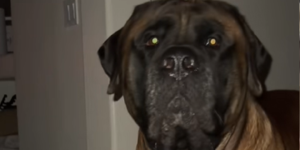 Mor troede hun kunne sove trygt: Så vækker kæmpe mastiff hende for noget helt uventet