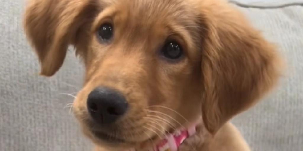 ‘Uskyldig’ golden retriever ligger bare på sofaen: Få sekunder senere tager det hele en uventet drejning