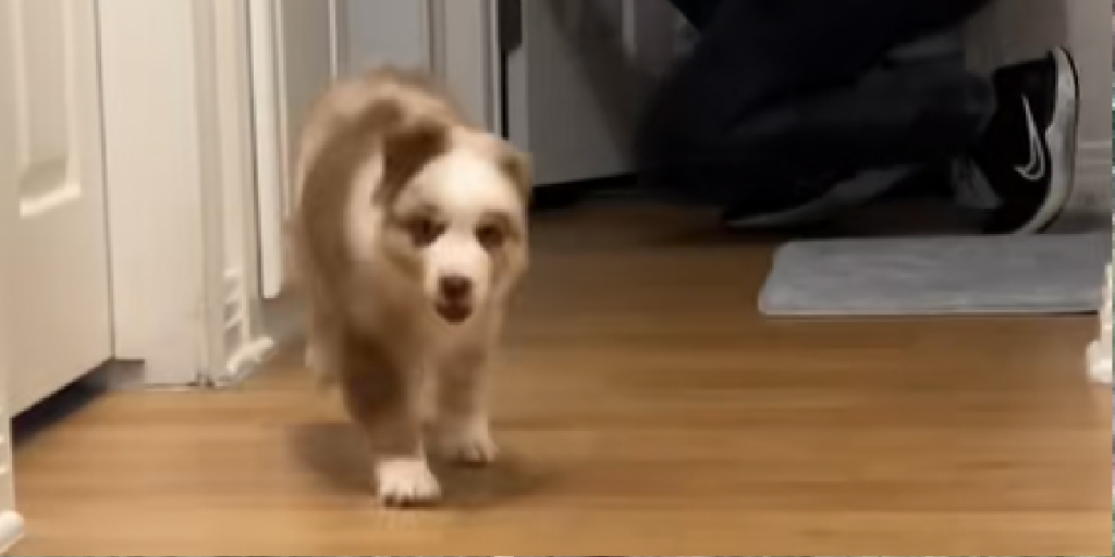 Hvalp Hund