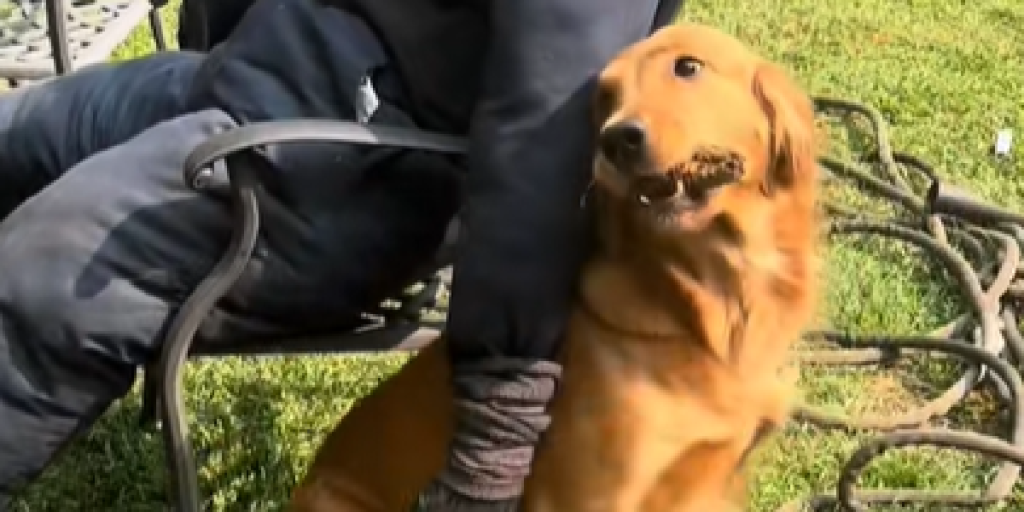 Bedårende golden retriever traver hen mod havestolen: få minutter senere er alle efterladt i chok