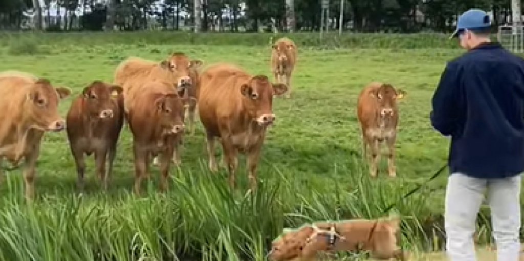 Golden retriever i uventet besøg med 9 køer på marken – Se så hvad den gør, da den får hele internettet til at grine