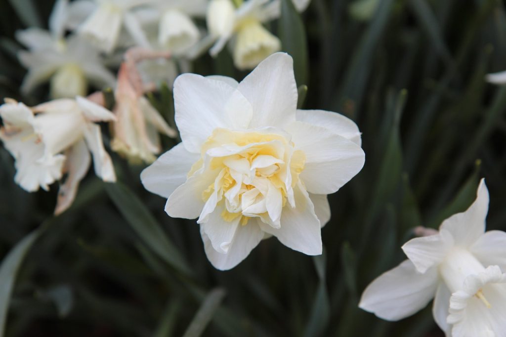 narcissus- blomst-flower