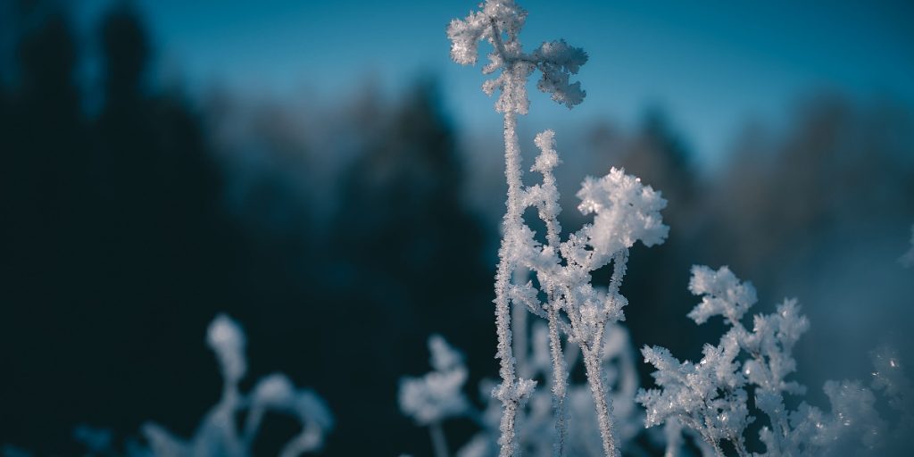 frost