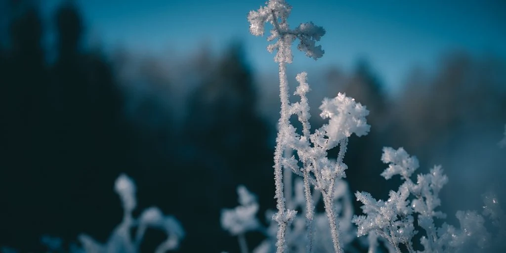 frost