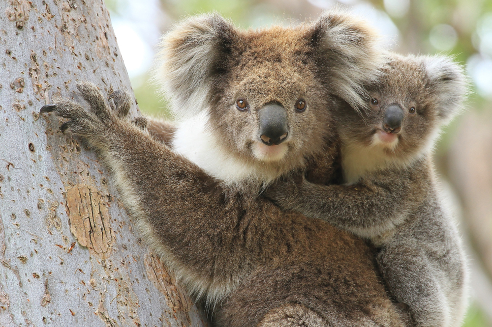 Koala-Krise: Tödliche Krankheit bedroht Australiens Wahrzeichen