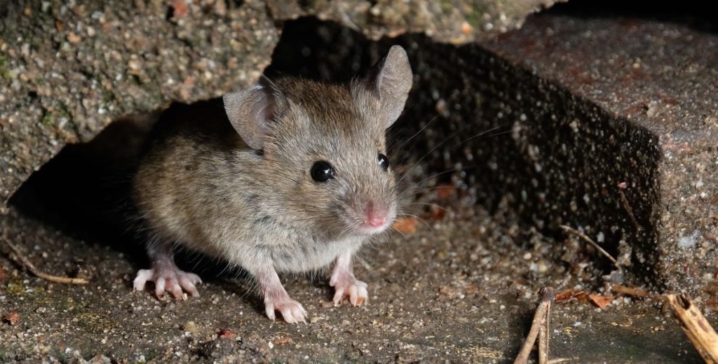 mice mouse mus