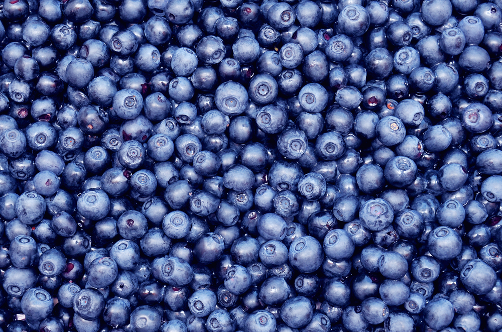 Blueberries, Heidelbeeren, Blåbær
