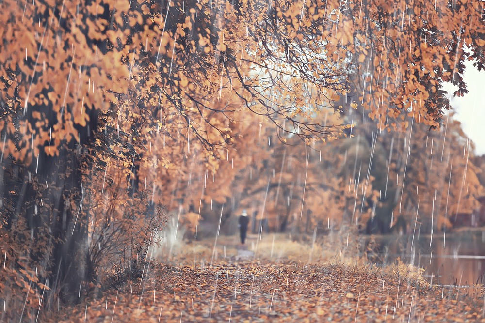 autumn, efterår