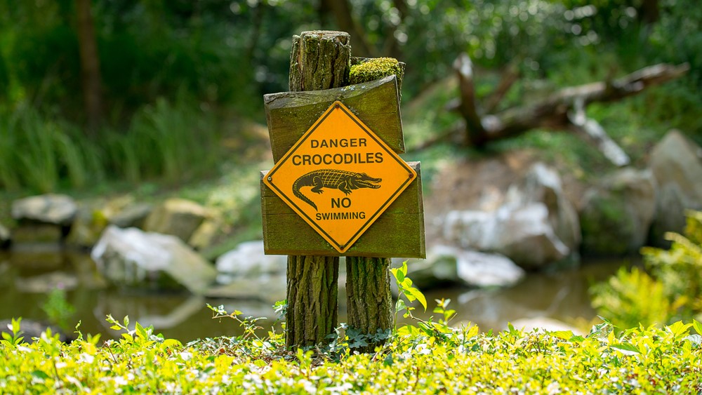 crocodiles