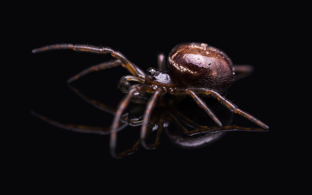 Steatoda,Bipunctata, brun, husedderkopp, falsk, enke