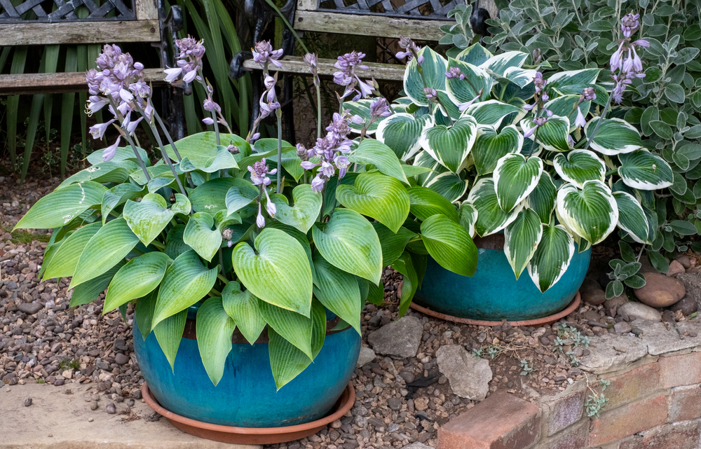 Trodde du hosta bare kunne vokse i bed? Tro om igjen!