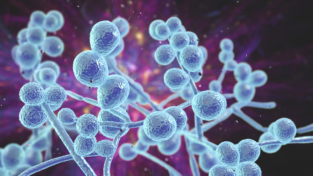 Candida,Fungi,,Candida,Albicans,C.,Auris,sopp, svamp