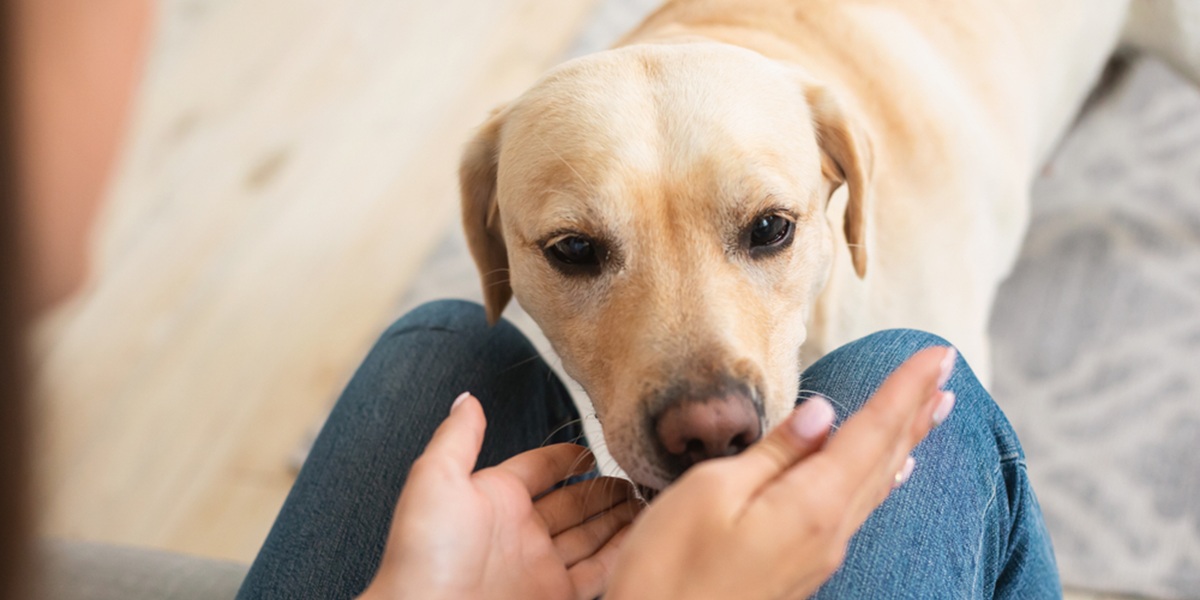Mange finder det irriterende: At lade hunden gør dette, kan gøre dig lykkeligere