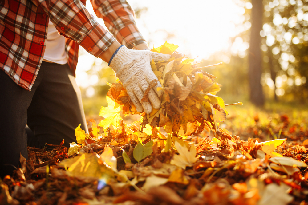 autumn, efterår