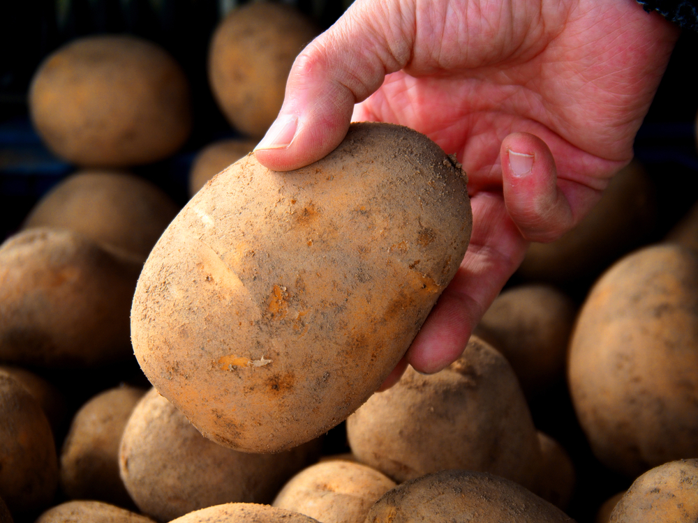 Potato,Anuschka,(anushka), potet, karoffel, kartofler