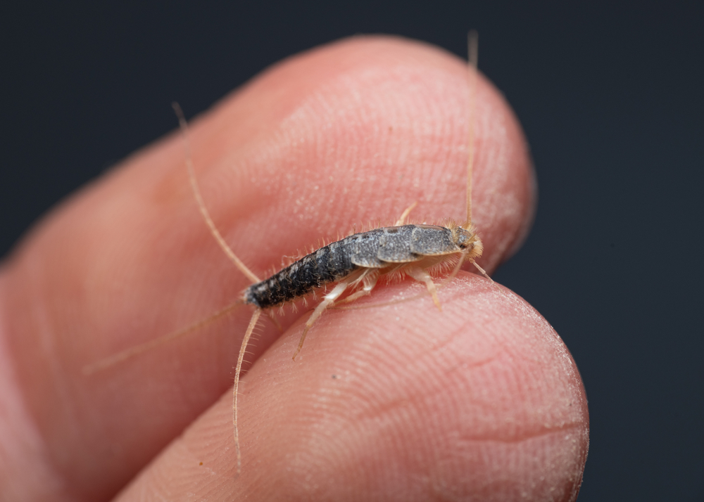 Silverfish, (lepisma,Saccharinum), sølvfisk