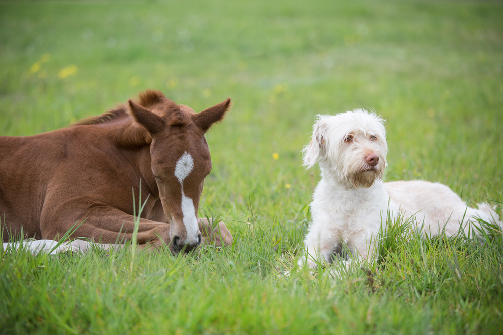 Den søte høsten kan bli farlig for hunden din – dette må du passe på på tur