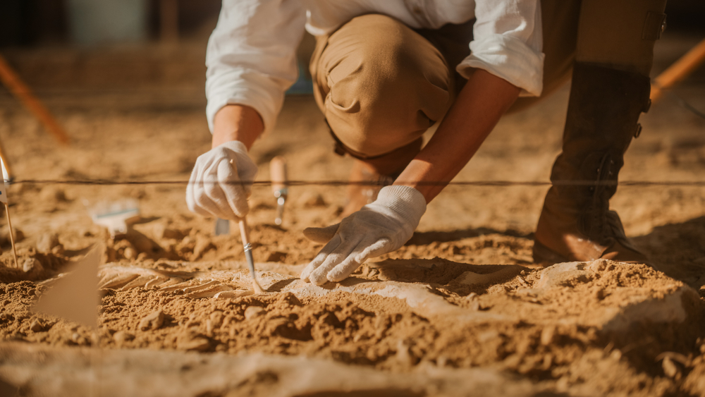 Paleontologist,Cleaning,Tyrannosaurus,Dinosaur,Skeleton,With,Brushes.,Archeologists,Discover,Fossil