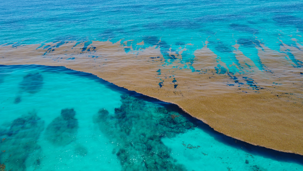 Caribbean,Sea,Covered,By,Sargasso,Algae.,Seaweed,Top,View,Alger,Caribiske Hav