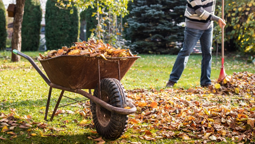 Garden, leaf, leaves, wheelbarrow, autumn, fall.