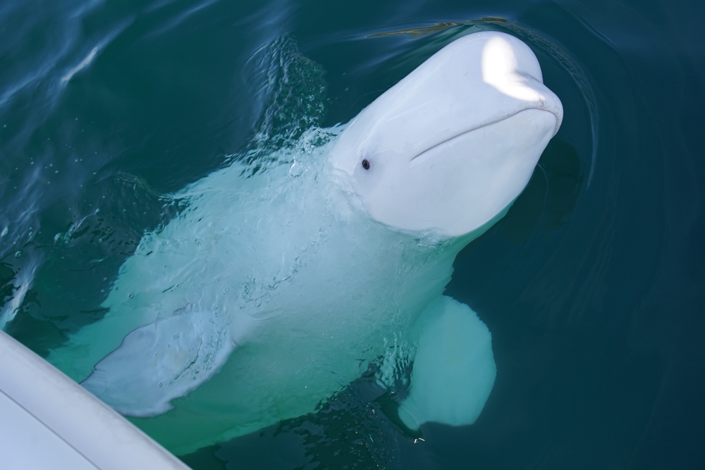 Beluga, Whale, Hvaldimir, hval