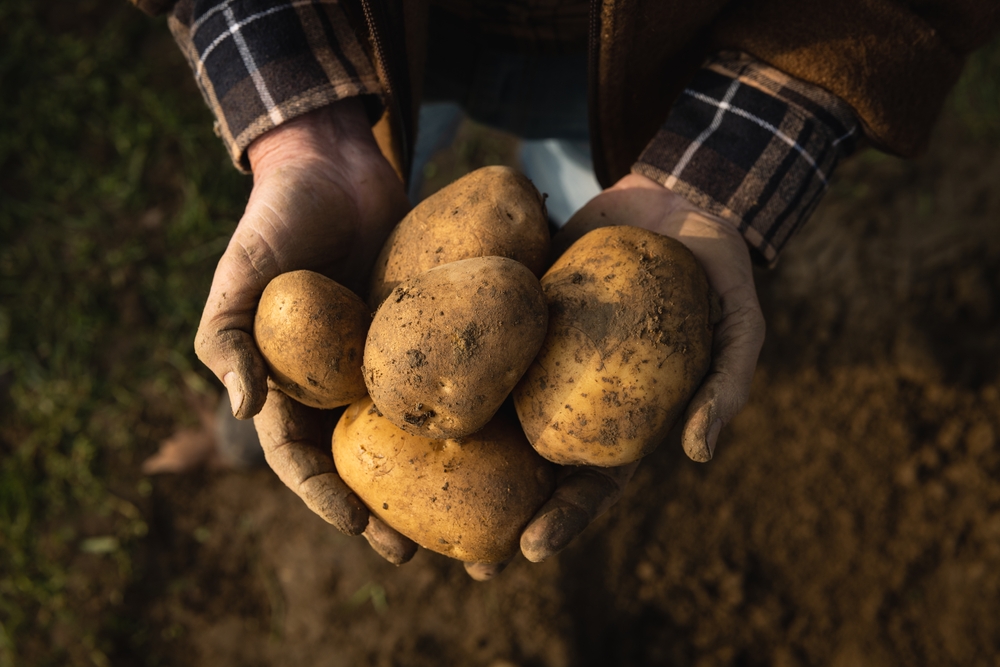 Potato, dirt, farmer, grow, soil, bonde, potet, kartofler, jord, dyrk