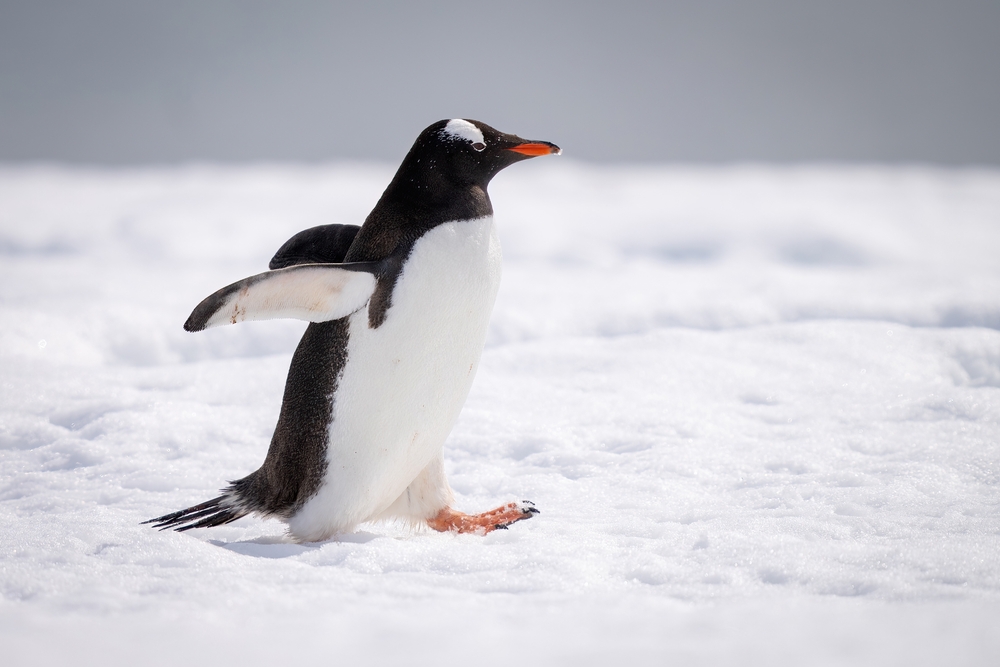 Penguin,Pingvin