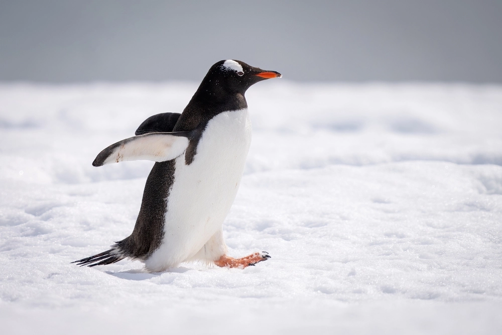 Penguin,Pingvin