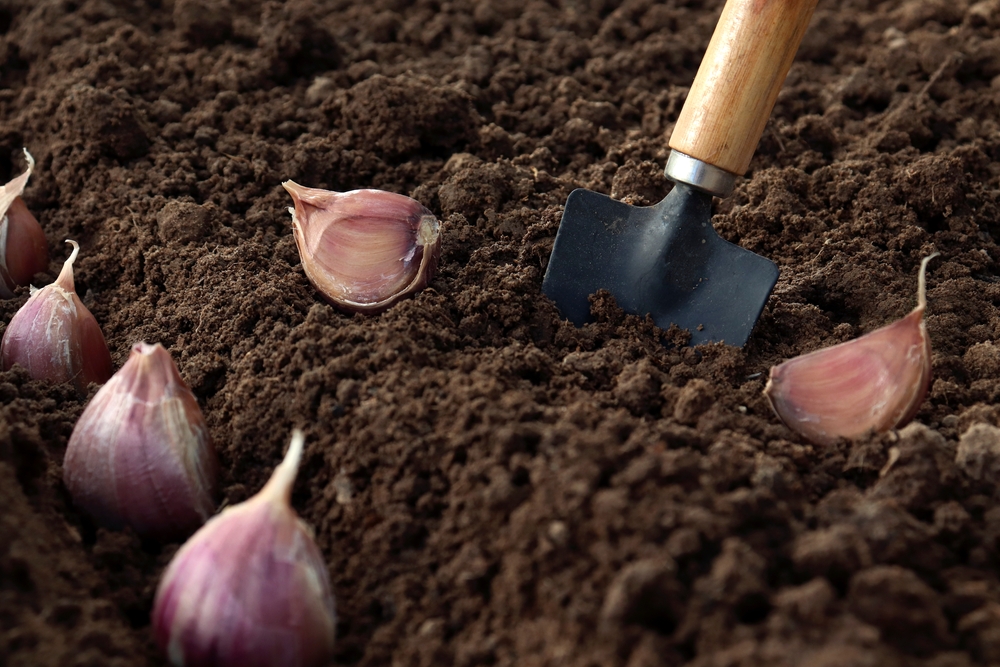Planting,Garlic,Vegetable,Garden, hvidløg, hvitløk