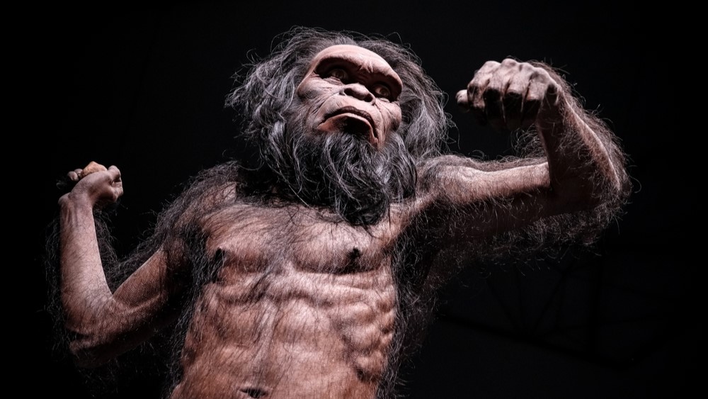 Homo habilis human