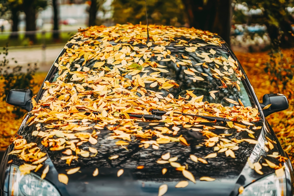 Pile,Of,Fallen,Yellow,Leaves,On,Bumper,Of,Car,Close-up, efterår, blade på bil