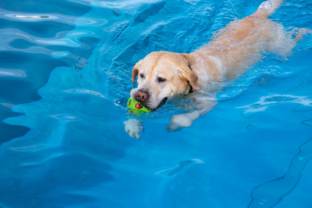 Bathing,Dog,In,The,City,Pool,On,A,Warm,Day