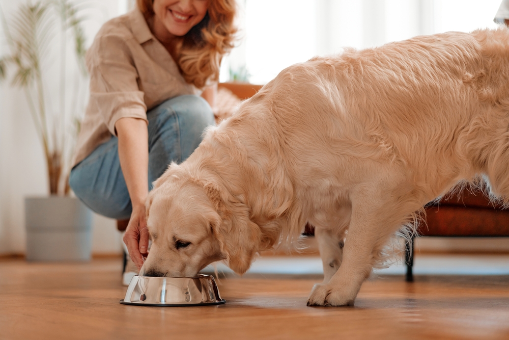 dog, food, bowl, hund, mad, mat, hundeskål, skål, golden, retriever