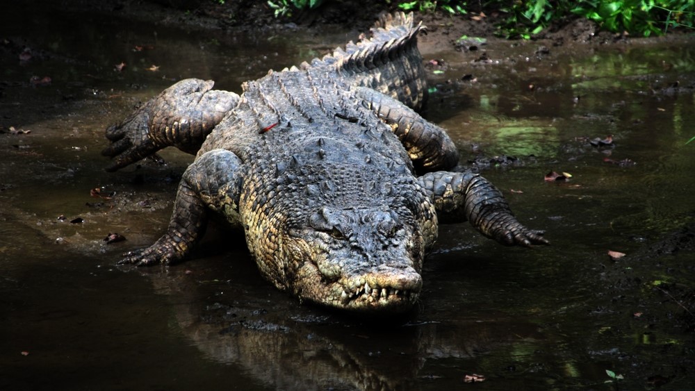 15-Year-Old Girl Dies After Crocodile Dragged Her into River