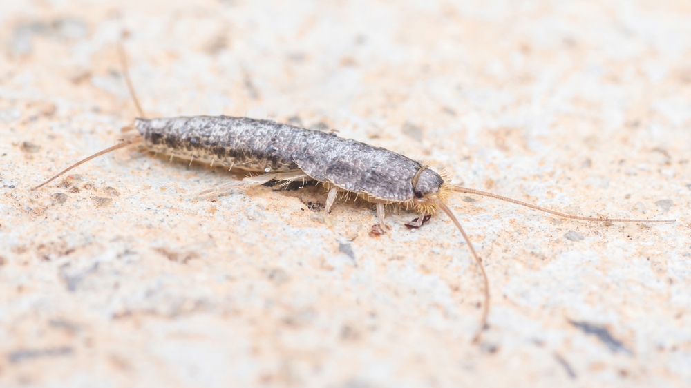 Silverfish, (lepisma,Saccharinum), sølvfisk