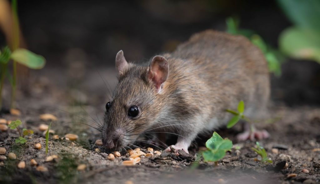 mice mouse mus