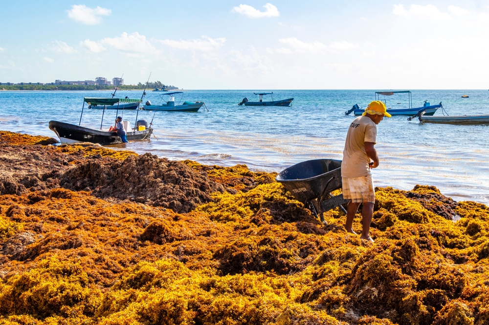 Mexico,Seaweed,Sargasso,Sargassum,Tang,Strand,Beach