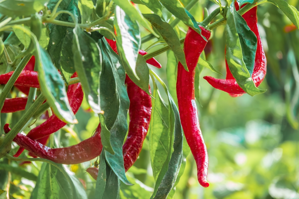 chili, pepper, peber