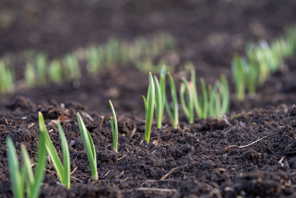 Planting,Garlic,Vegetable,Garden, hvidløg, hvitløk