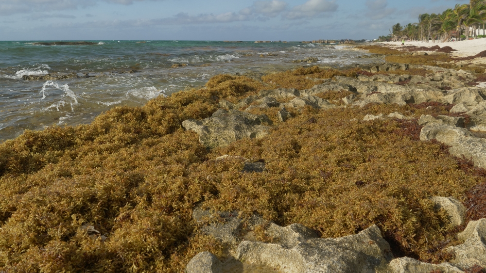 Sargasso,Sargassum,seaweed,tang