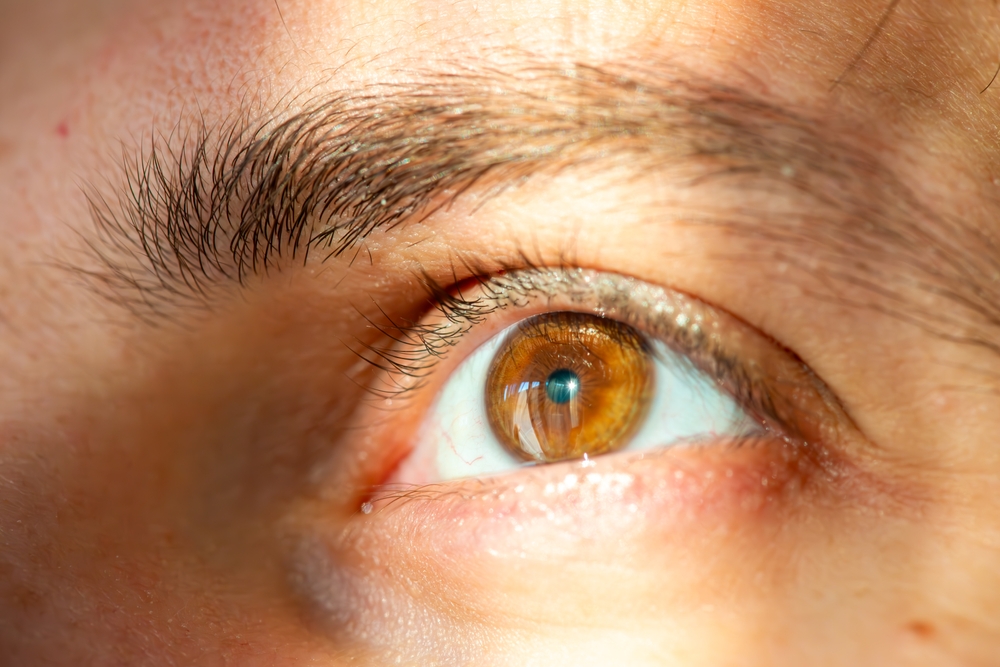 hazel, eye, hasselbrun, øye, øje