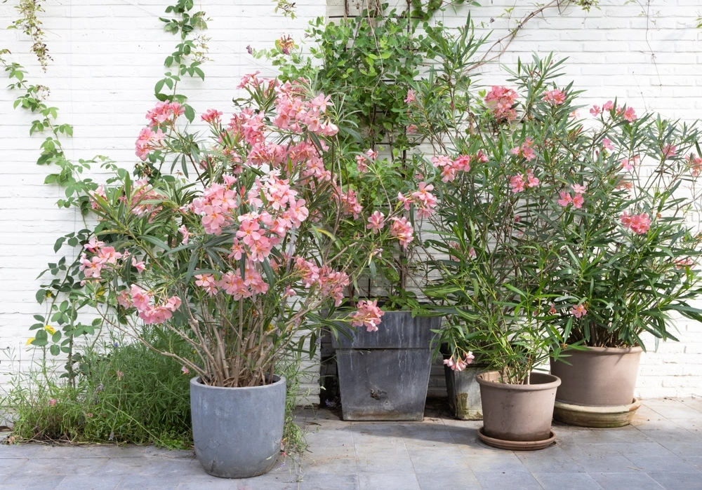 Salmon,Pink,Oleander,In,Pots,On,A,Sunny,Terrace.