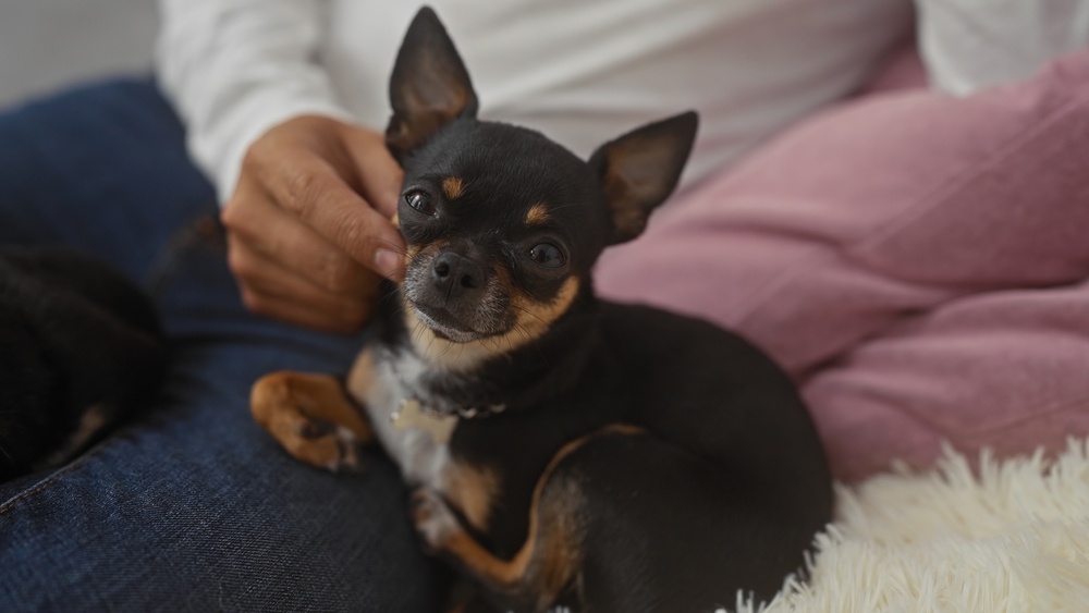 Chihuahua