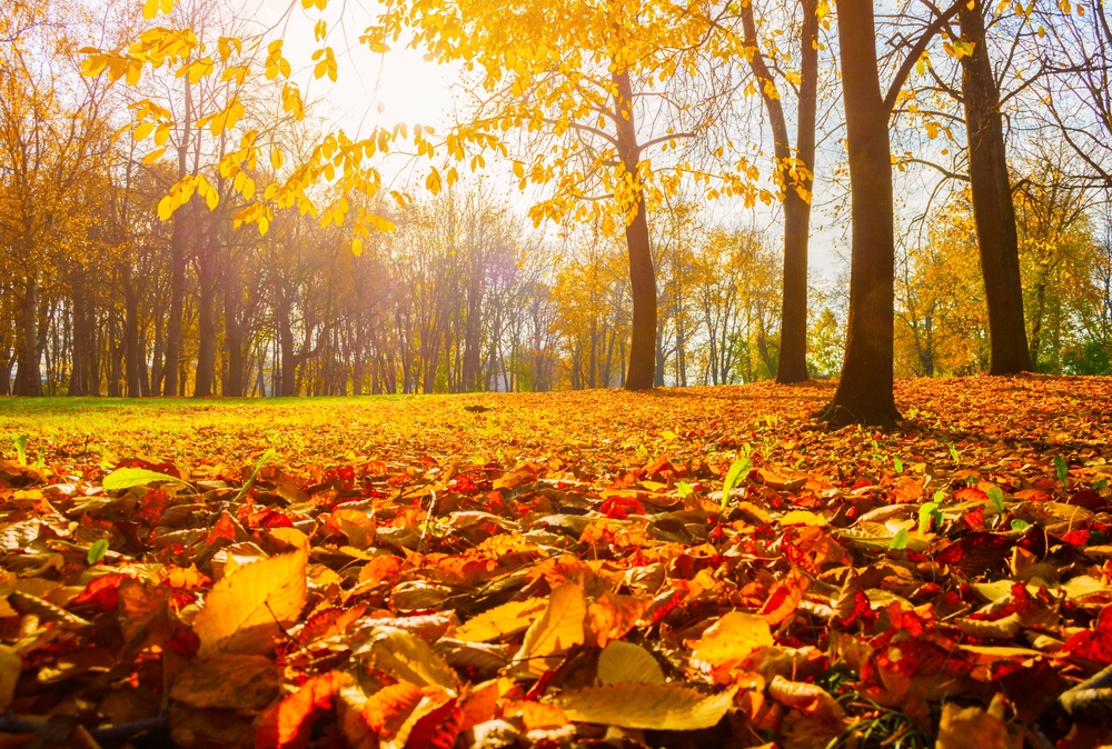 autumn, efterår