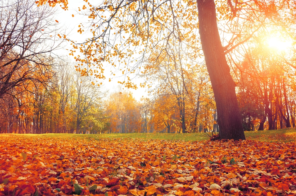autumn, efterår