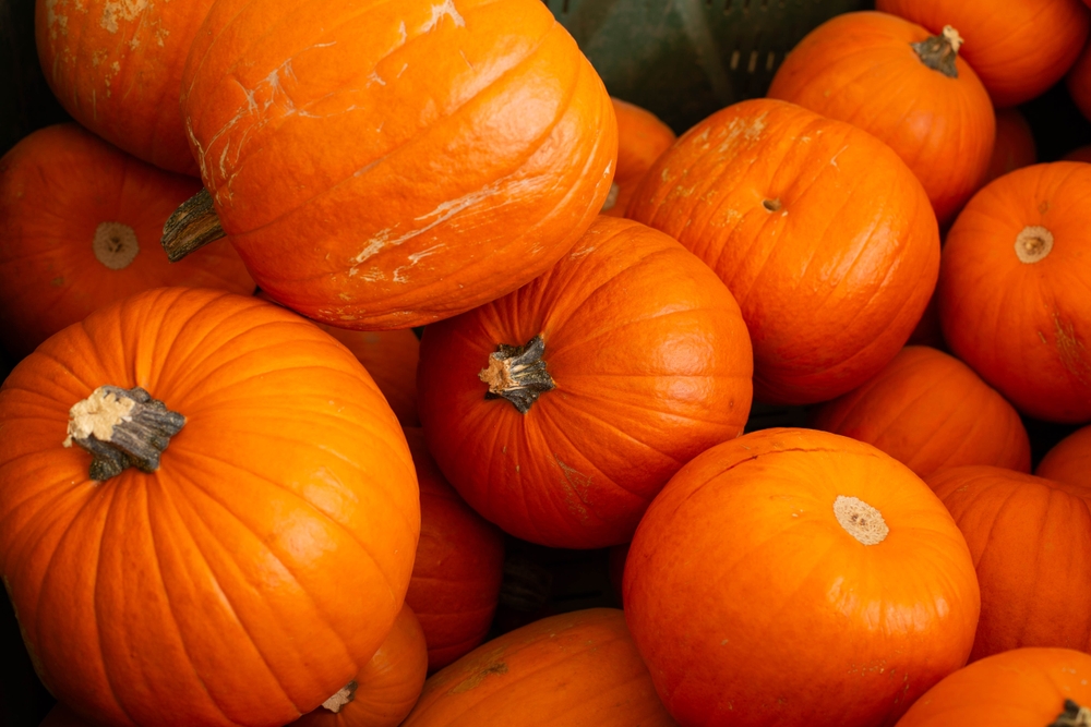 gresskar, pumpkin