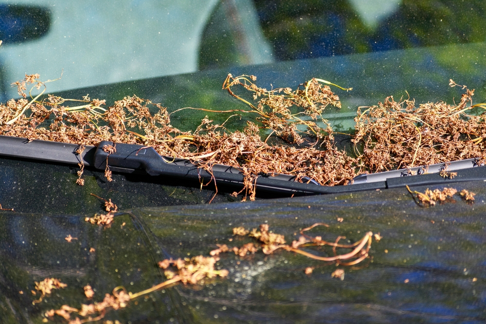 Dry,Plant,Debris,Is,Scattered,Across,A,Car,Windshield. Tørre planteaffald er spredt over en bilforrude og viskerblade