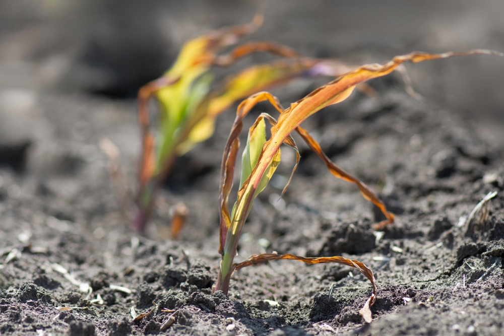 Small,Corn,Sprouts,In,A,Farm,Field.,Drought,And,Climate,Klimaforandring