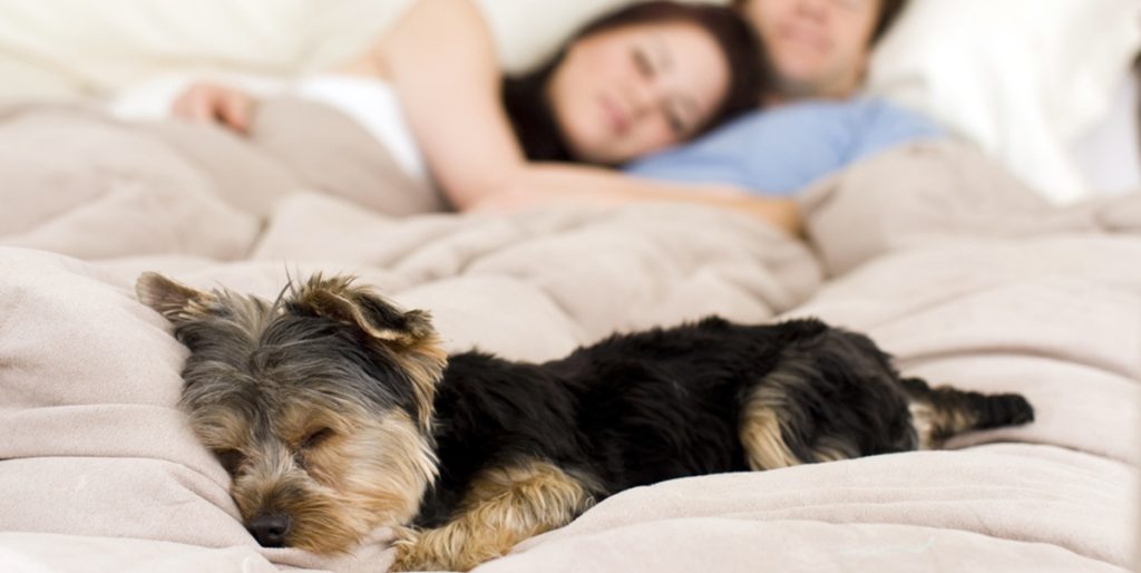 dog bed hund seng