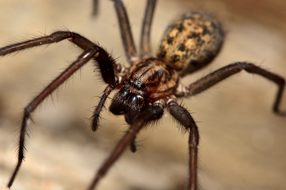 Tegenaria, Domestica, vanlig, husedderkopp